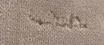 carpet moth infestation wool rug moths