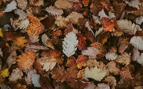 autumn leaves hd wallpaper