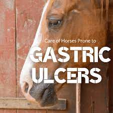 equine gut health gastric ulcers