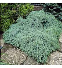 juniperus squamata blue carpet mavi