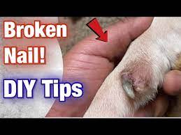 how to fix a dog s broken nail at home