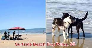 surfside beach dog rules south