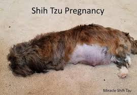 Because they been sitting in water for a long period of time. Shih Tzu Pregnancy What You Can Expect