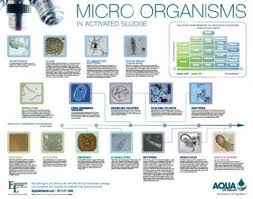 52 Rigorous Pond Microorganisms Identification Chart