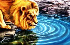 3d lion 3d water drinking lion hd