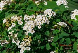 White Flowering Shrubs For Your Garden