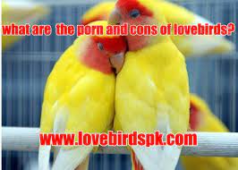 what are the pros and cons of lovebirds