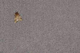 carpet moth damage tips to identify