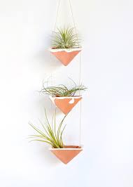 how to care for the lovely air plants