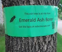 Emerald Ash Borer Eab A Green Menace Colorado State Forest Service