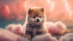ruffly fluffy pink clouds puppy puppy