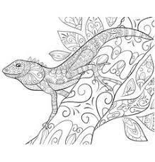 Top 10 lizard coloring pages: Coloring Lizard Adult Vector Images 99