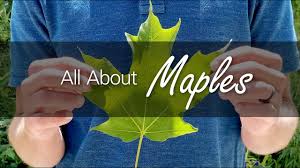 the maple learning about canada s tree