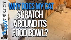 why do cats scratch the floor how to