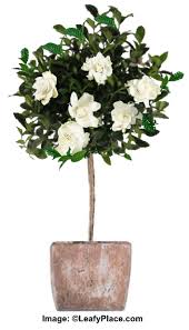 Gardenia Tree Care And Growing Guide