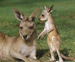 Животные австралии — не просто своеобразны, они уникальны. Samye Neobychnye Zhivotnye Avstralii