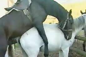 Horses pornos