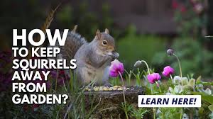 how to keep squirrels away from the garden
