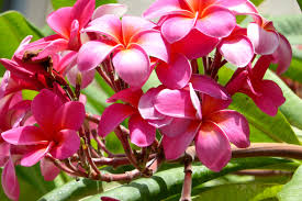 Selain bunga jepun atau bunga kamboja yang memiliki banyak khasiat untuk kesehatan ternyata bunga kamboja juga dihubung hubungkan dengan mitos 4. Sembuhkan 5 Penyakit Ini Dengan Bunga Kamboja Jpnn Com