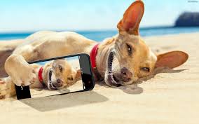 Znajdź obrazy z kategorii pies tapety. Pies Plaza Morze Telefon Selfie