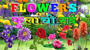 flowers name in marathi and english