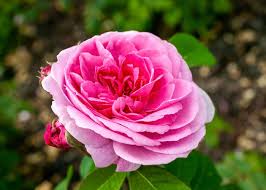25 pink roses to grow best varieties