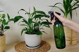 How To Use Neem Oil On Indoor Plants