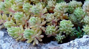 sedum hispani minus purple form