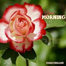 beautiful roses for a beautiful morning