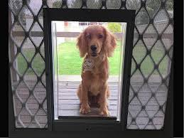 screen dog doors sydney paws petdoor