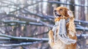 Cute Winter Dog Wallpapers - Top Free Cute Winter Dog Backgrounds - WallpaperAccess