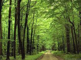 Download Forest Green Hd Nature ...