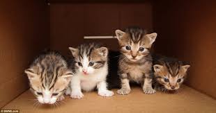 The hidden gem of free kittens near me if there isn't anyone to help, you can try out working with your dog if you've got a friend available that could help. Looking For Free Kittens Near Me Off 71 Www Usushimd Com