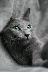 Many refer to it as a mona lisa smile. Royalty Free Russian Blue Cat Photos Free Download Pxfuel