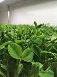 pea shoot microgreens how to grow