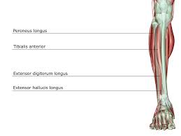 It functions to plantarflex the ankle.the calf muscle is located on the back of the lower leg, below the. Peroneus Longus Anatomy Function Rehabilitation