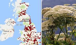 Giant Hogweed Warning Map Deadly Weed Spreads Across Britain Is
