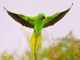 flying green parrot hd