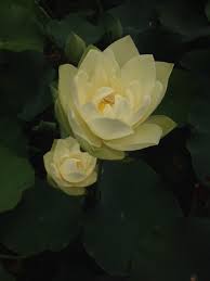 Van Ness Water Garden White Lotus