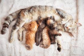 tripod cat carries newborn kittens to