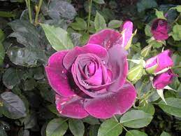 Buonanotte con la bellezza di una rosa particolare su Donna, lavoro e casa