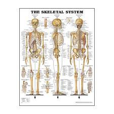 The skeletal system, for example. The Skeletal System Anatomical Poster Physio Needs