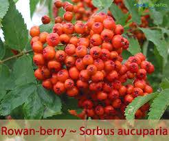 mountain ash rowan berry facts and