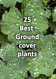 Ground Cover Plants For Your Garden