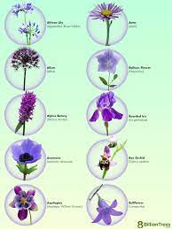 85 types of purple flowers names