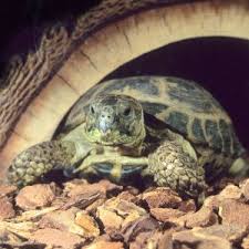Learn the proper box turtle care, health checkups, facts and food. Russian Tortoise Live Reptiles Petsmart Turtle Tortoise Russian Tortoise