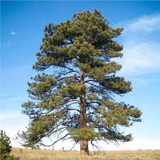 Ponderosa Pine Tree On The Tree Guide At Arborday Org