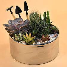Gift Mini Succulent Garden Container