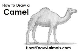 This tutorial will help you learn how to draw a cartoon camel easily. How To Draw A Camel