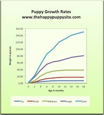 Labrador Puppy Growth Chart And Faq Growth Chart For Golden